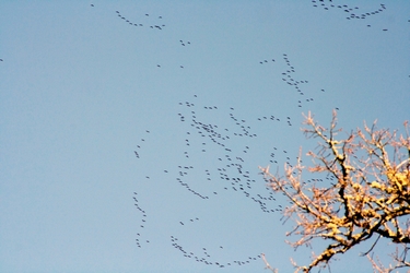 2015 03 04 Grues 3.jpg